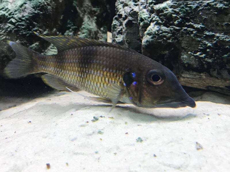 Gnathochromis permaxillaris 'Chituta Bay'